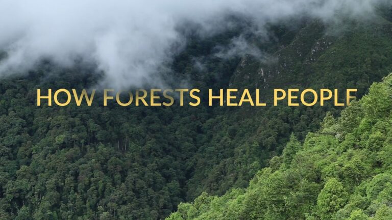 Communing with Nature: A Guide to Forest Bathing during National Park Week